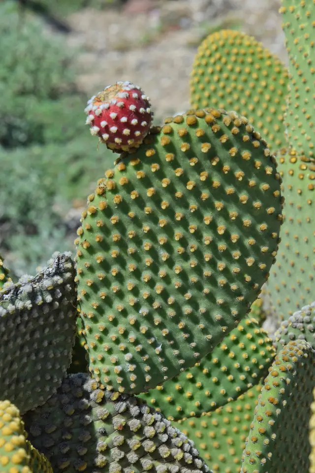 Bunny Ears Cactus (Opuntia microdasys)