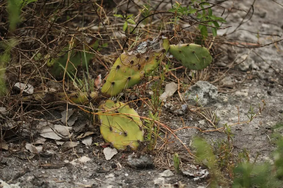Opuntia ochrocentra (Opuntia ochrocentra)