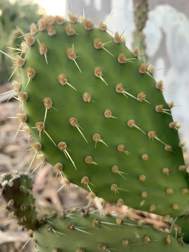 Opuntia puberula (Opuntia puberula)