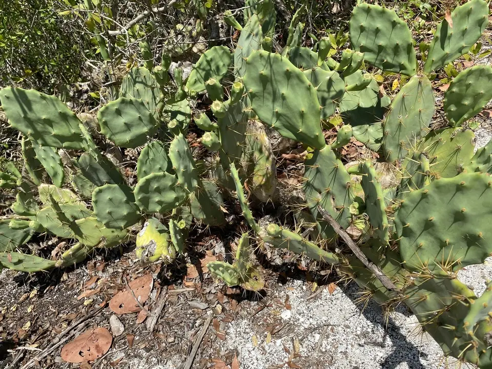 Shell Mound Pricklypear (Opuntia stricta)
