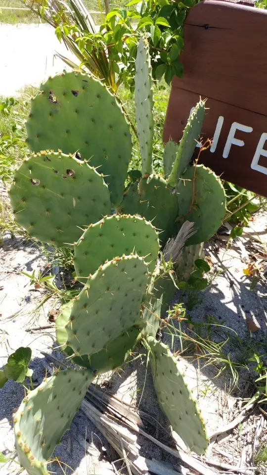Carolina Prickly-Pear Cactus (Opuntia tunoidea)