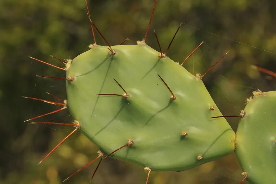 Opuntia zebrina (Opuntia zebrina)