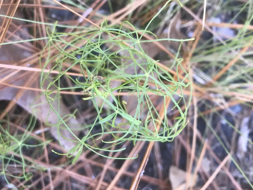 Lupine Leatherroot (Orbexilum lupinellus)