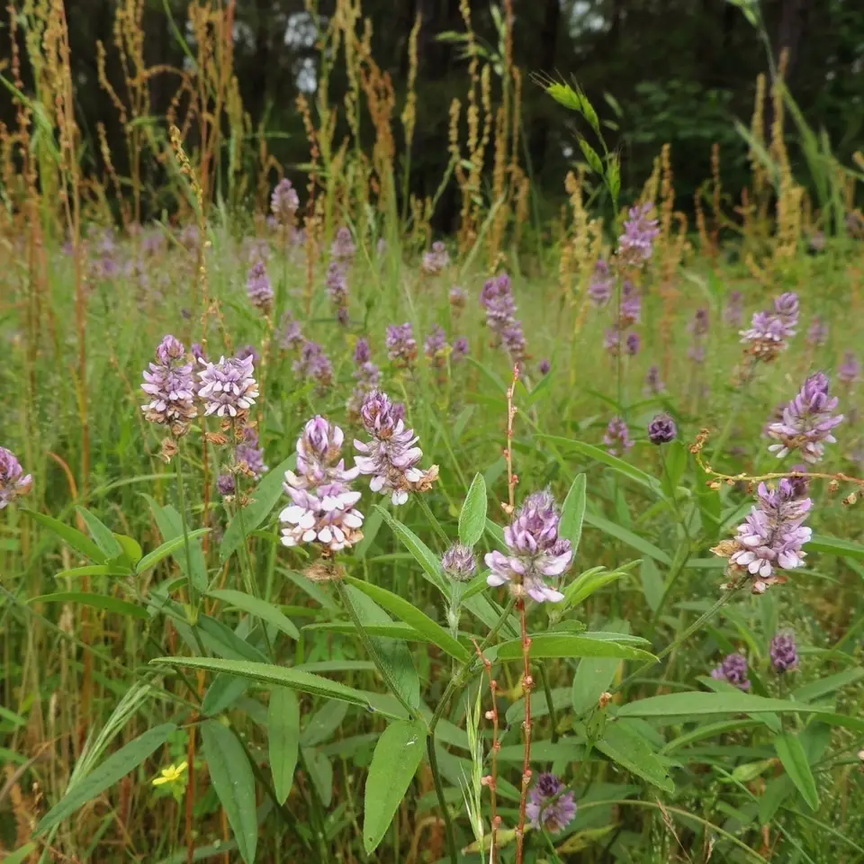 Sampson's Snakeroot (Orbexilum pedunculatum)
