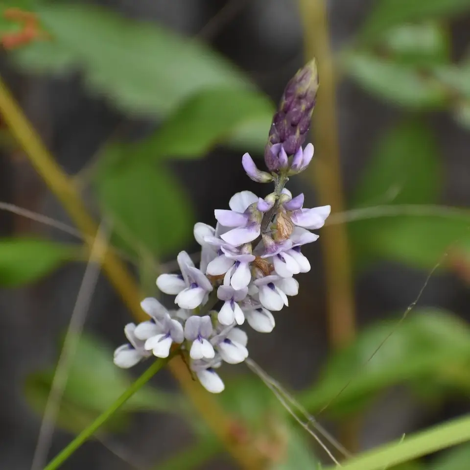 Eastern Sampson's-Snakeroot (Orbexilum psoralioides)
