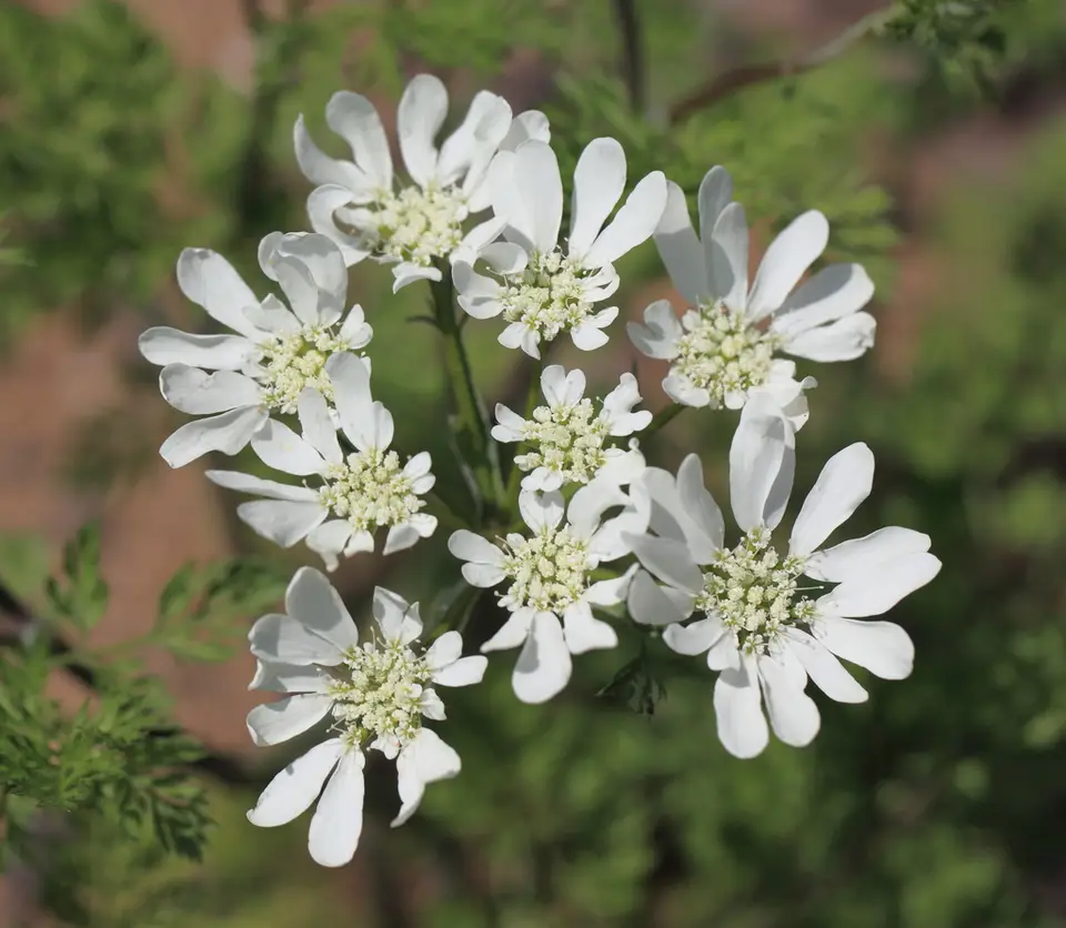 Large-Flowered Orlaya (Orlaya grandiflora)