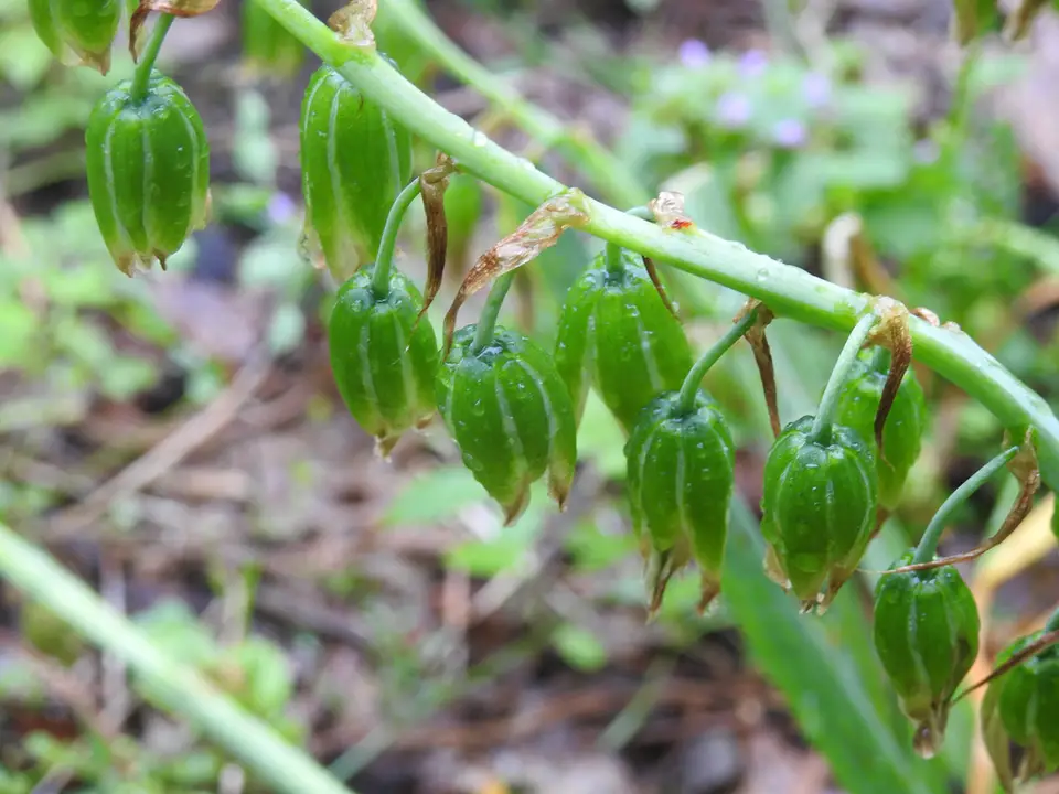 Drooping Star-Of-Bethlehem (Ornithogalum nutans)
