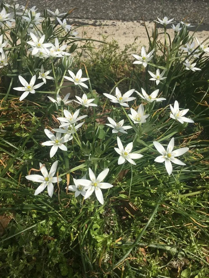 Common Star-Of-Bethlehem (Ornithogalum umbellatum)