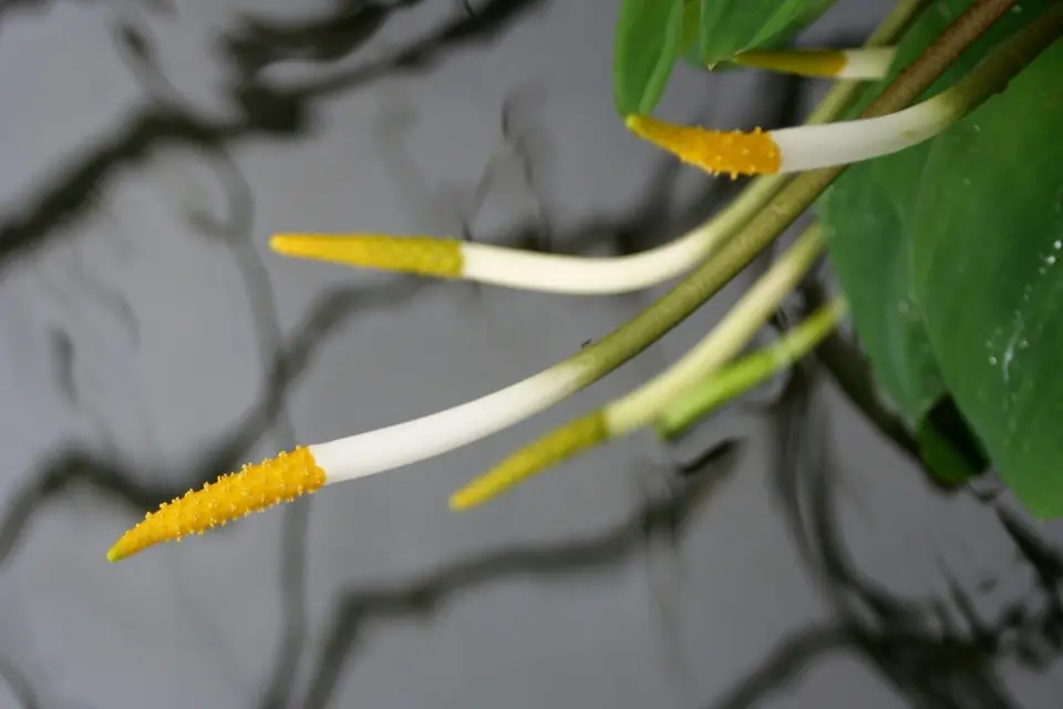 Golden Club (Orontium aquaticum)