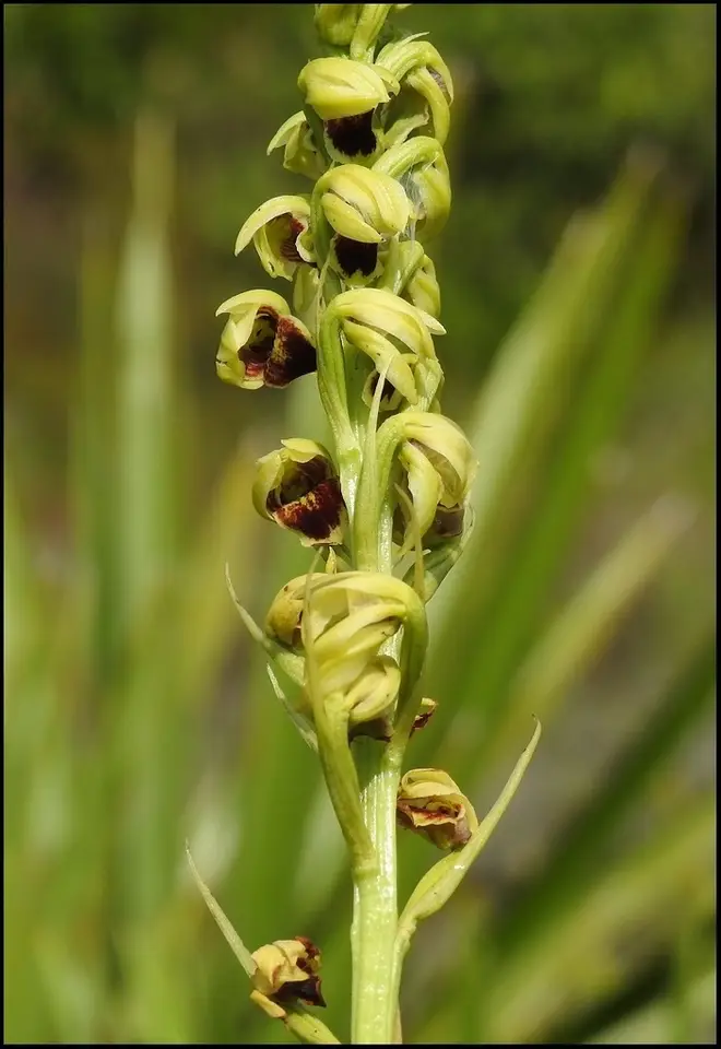 Giant Orchid (Orthochilus ecristatus)