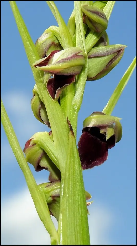 Pott's Orchid (Orthochilus pottsii)
