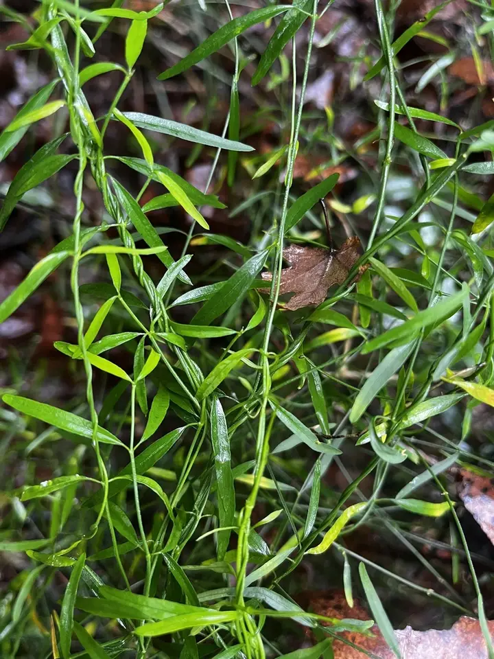 Leafless Swallow-Wort (Orthosia scoparia)