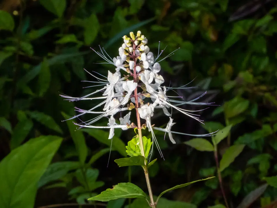 Cat's Whiskers (Orthosiphon aristatus)