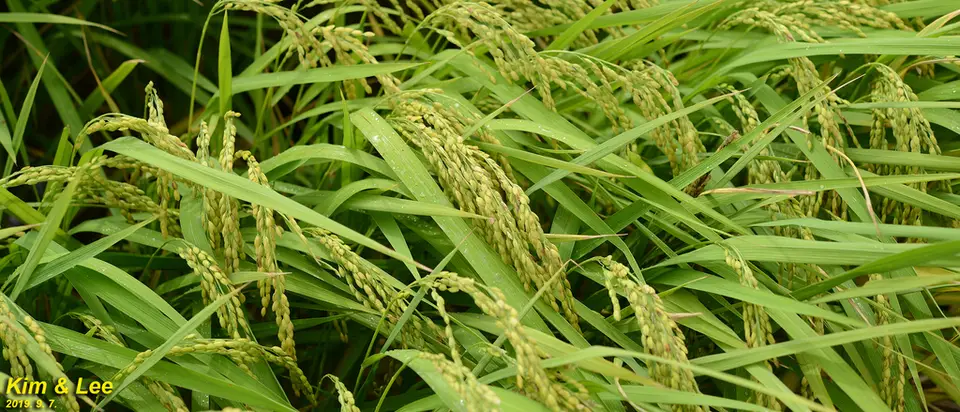 Asian Rice (Oryza sativa)