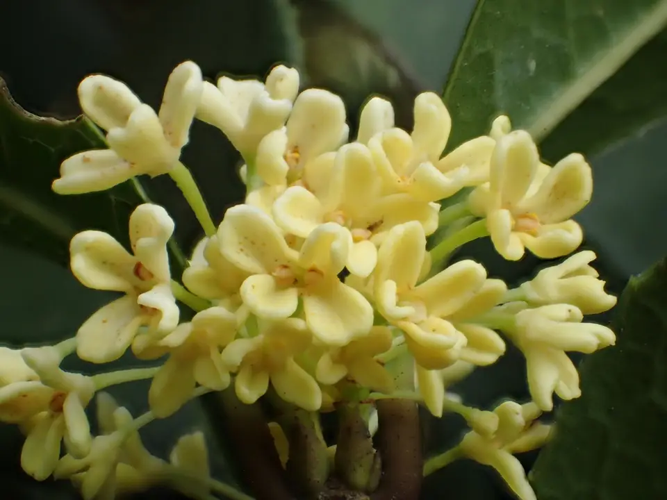 Sweet Olive (Osmanthus fragrans)