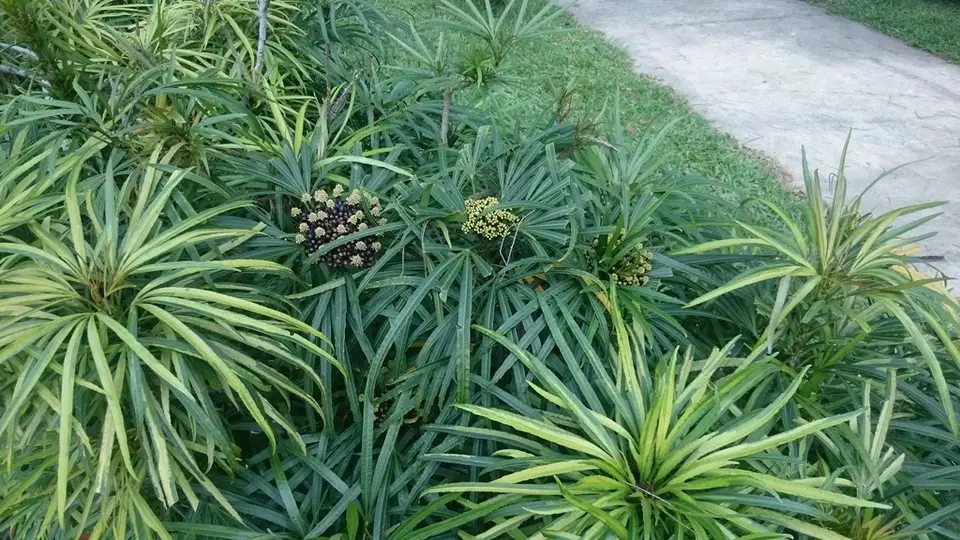 Miagos Bush (Osmoxylon lineare)