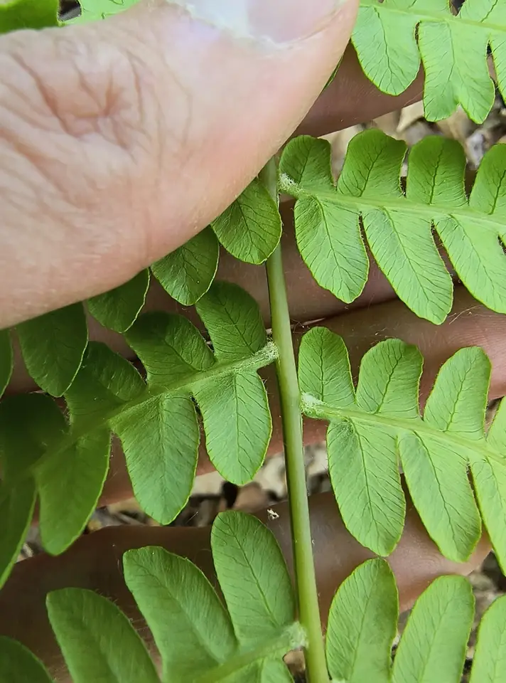 Cinnamon Fern (Osmundastrum cinnamomeum)