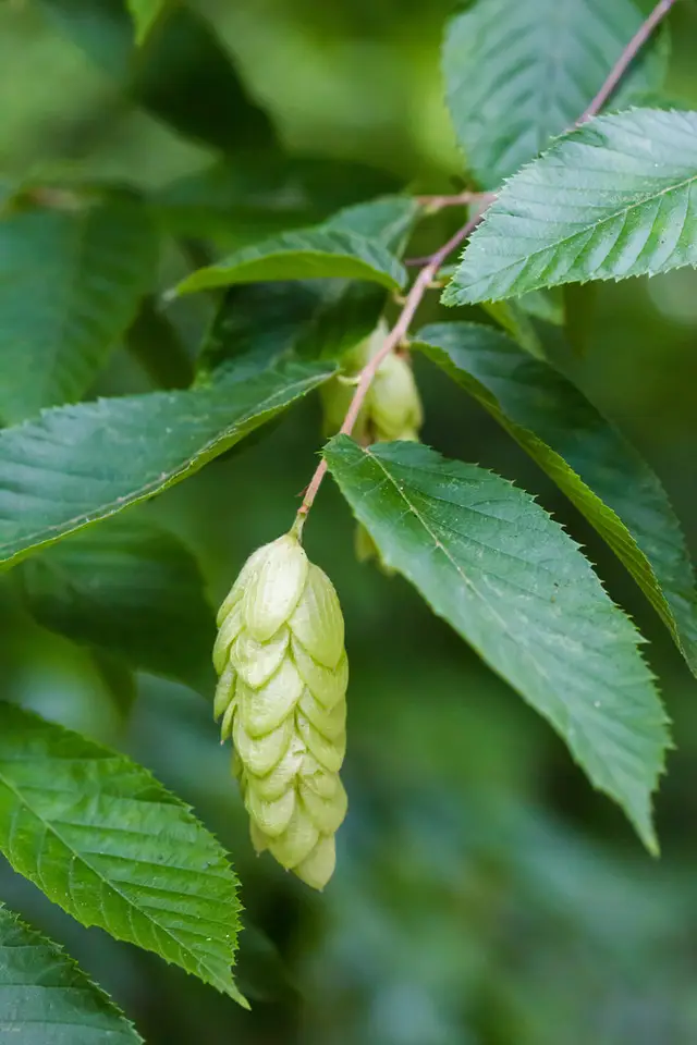 American Hophornbeam (Ostrya virginiana)