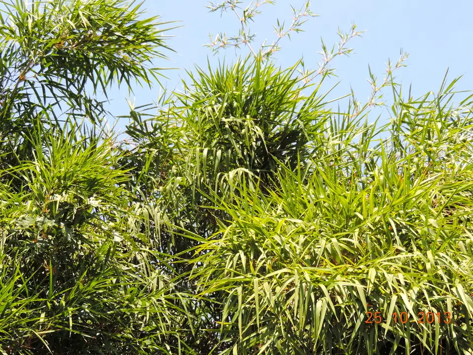 Mexican Weeping Bamboo (Otatea acuminata)