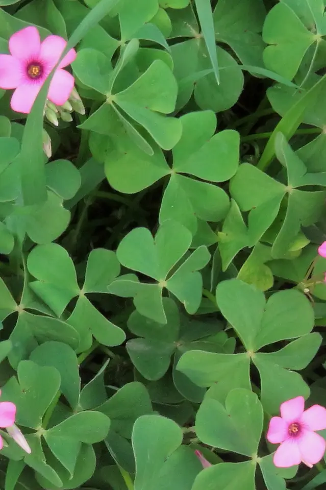 Pink-Sorrel (Oxalis articulata)