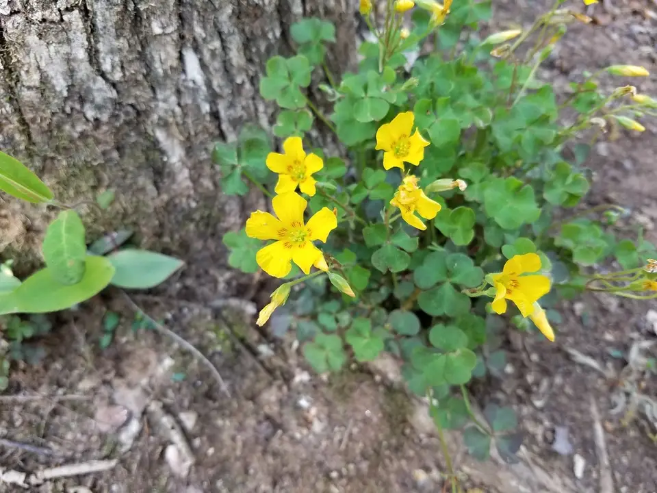 Small's Woodsorrel (Oxalis colorea)