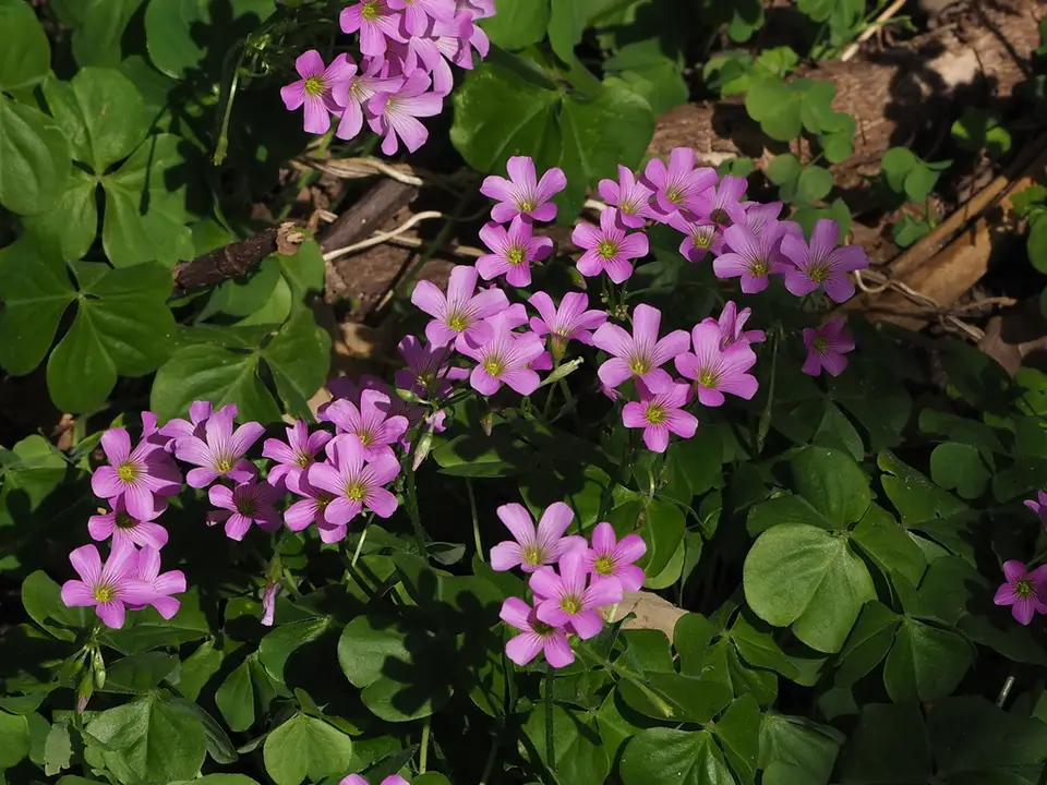 Largeflower Pink-Sorrel (Oxalis debilis)