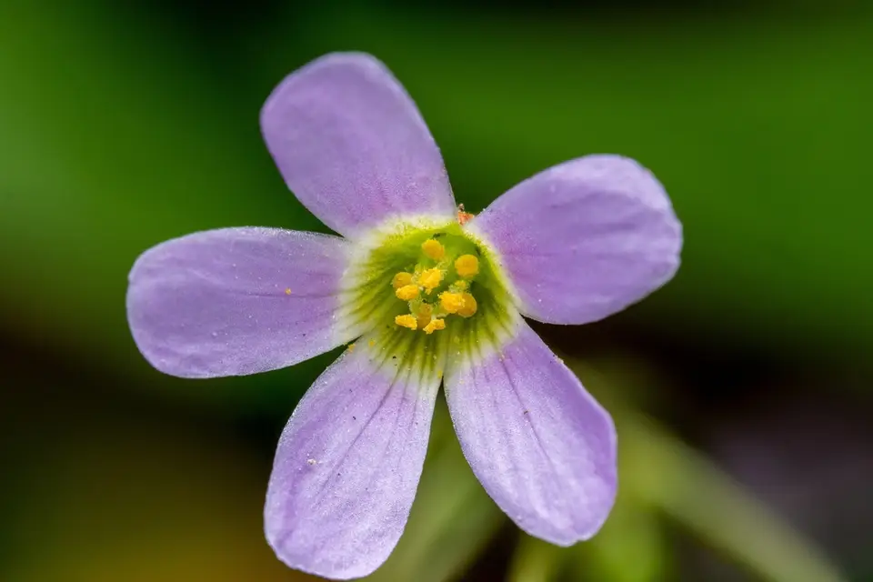 West Indian Woodsorrel (Oxalis dehradunensis)