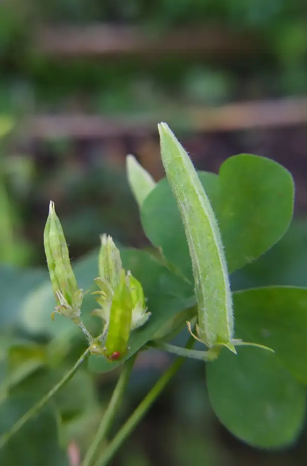 Slender Yellow Woodsorrel (Oxalis dillenii)