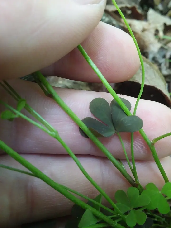 Flowering Yellow Woodsorrel (Oxalis florida)