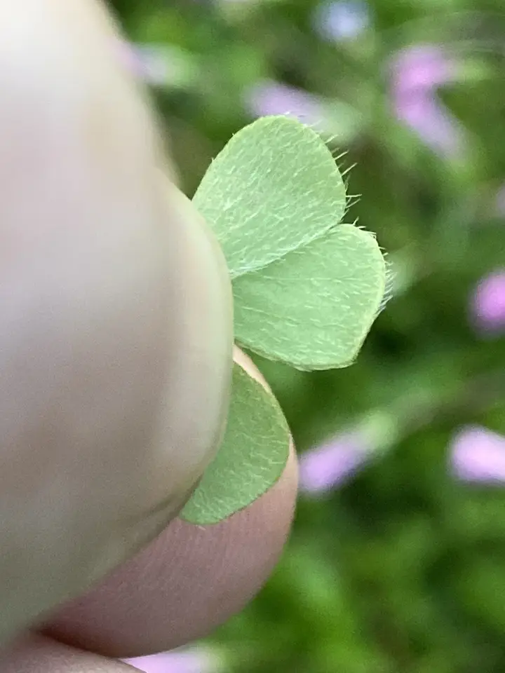 Fine Bristle Woodsorrel (Oxalis hispidula)
