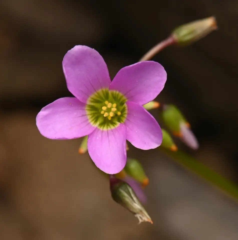 Garden Pink-Sorrel (Oxalis latifolia)