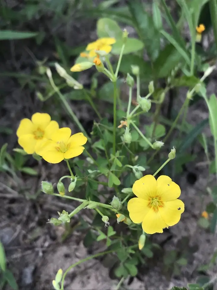 Texas Woodsorrel (Oxalis texana)