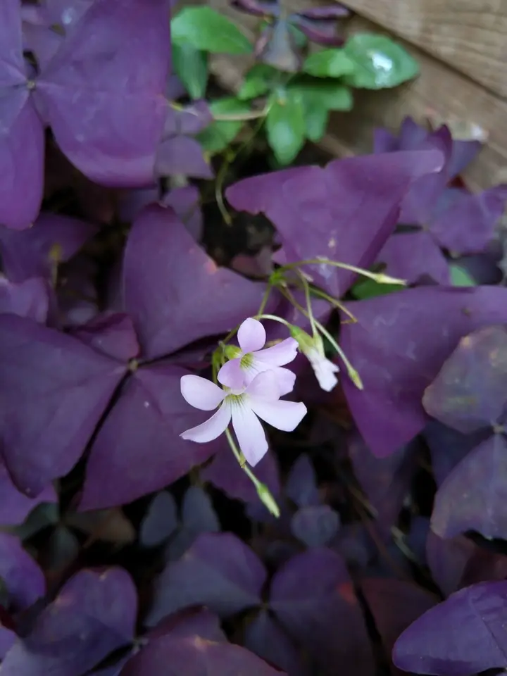 False Shamrock (Oxalis triangularis)