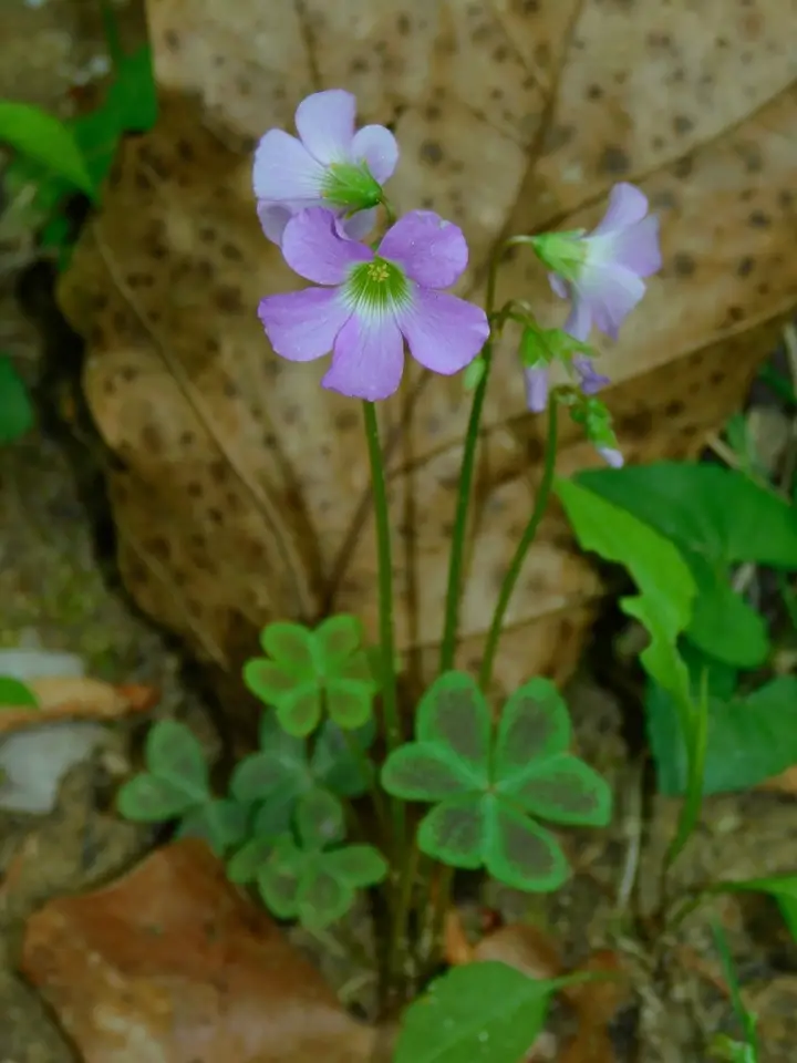Violet Woodsorrel (Oxalis violacea)