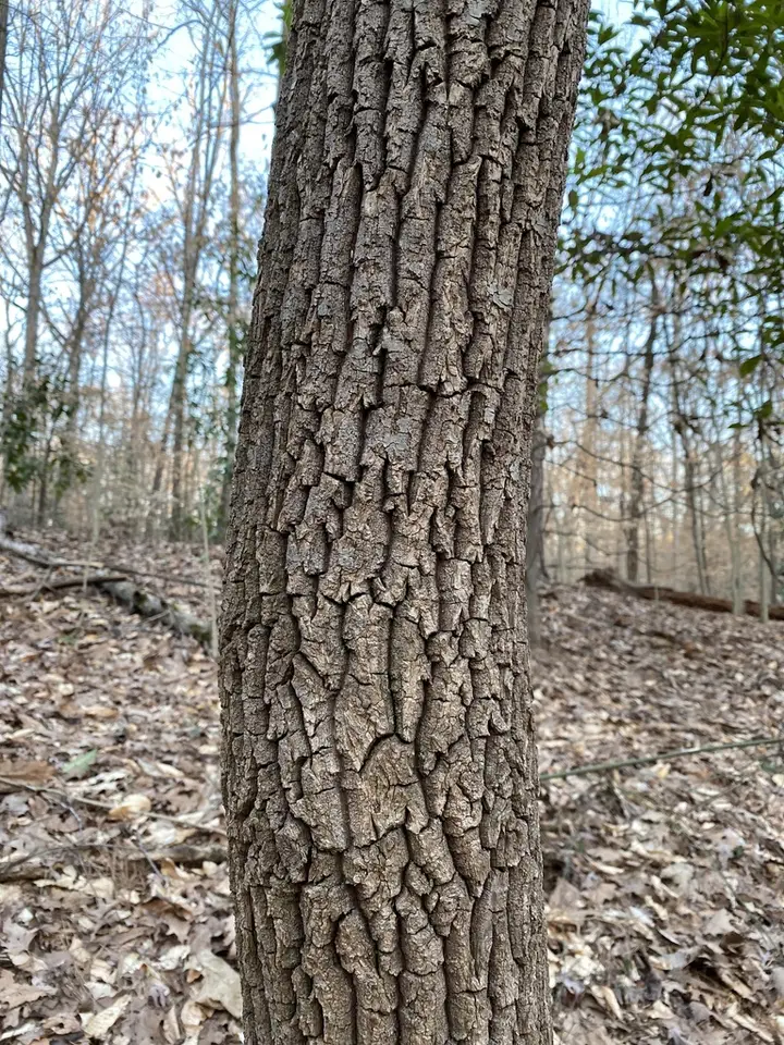 Sourwood (Oxydendrum arboreum)