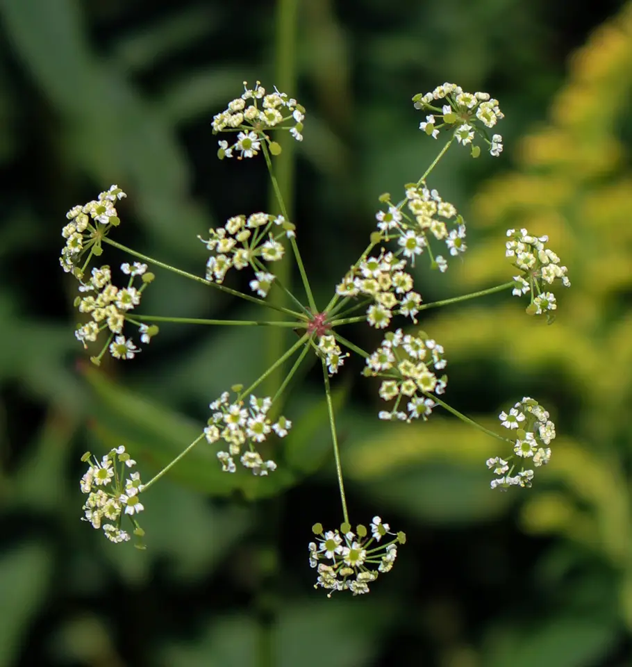 Stiff Cowbane (Oxypolis rigidior)