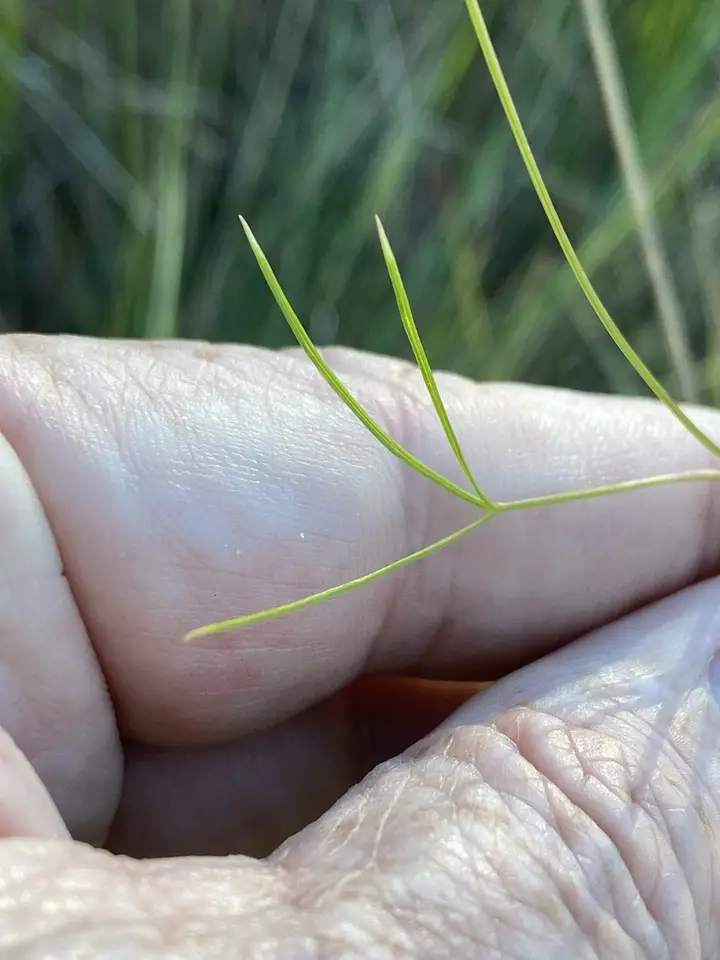 Savanna Cowbane (Oxypolis ternata)