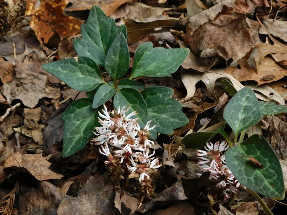 Allegheny Spurge (Pachysandra procumbens)