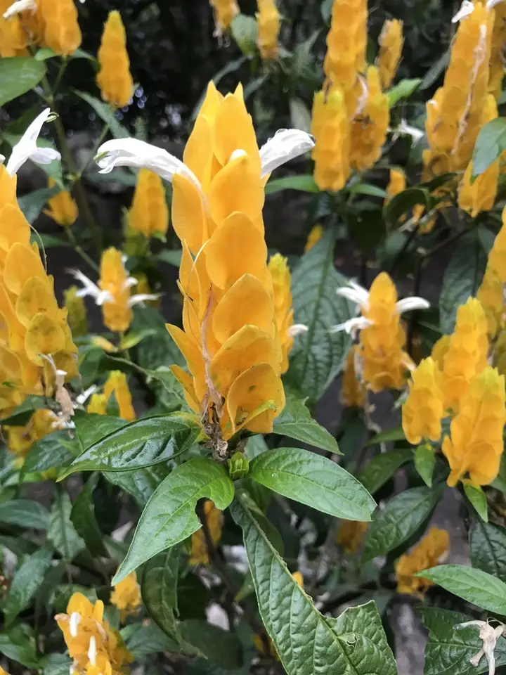 Golden Shrimp Plant (Pachystachys lutea)