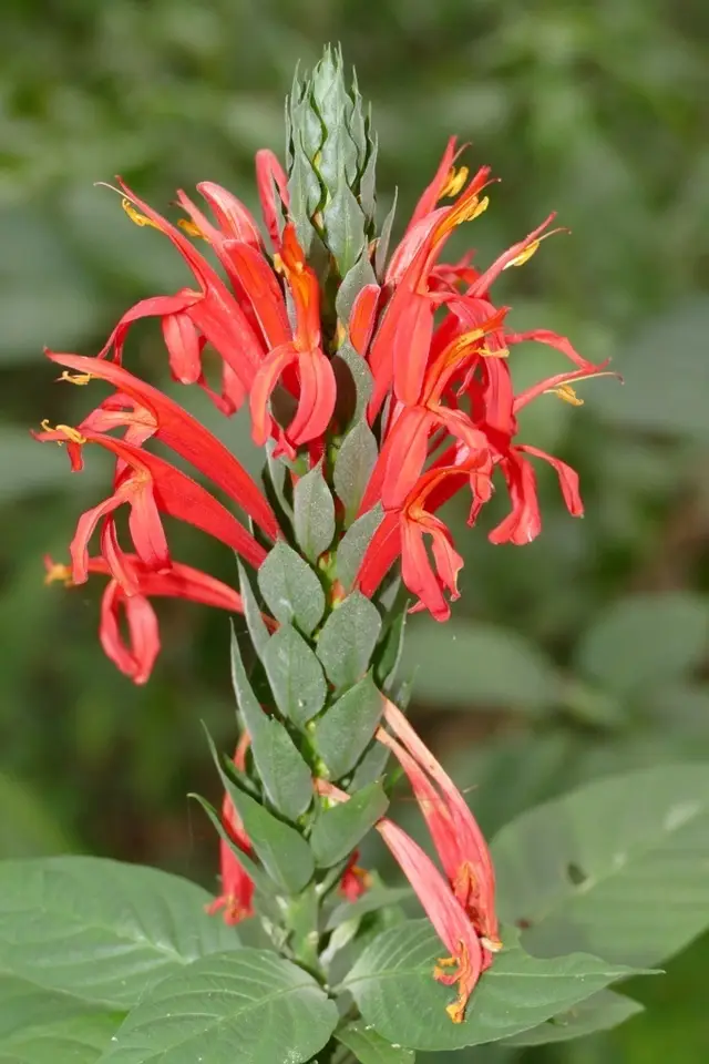 Cardinals Guard (Pachystachys spicata)
