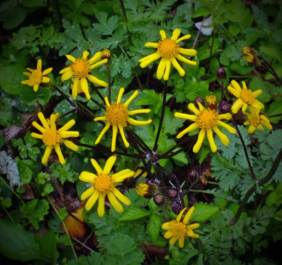 Golden Ragwort (Packera aurea)