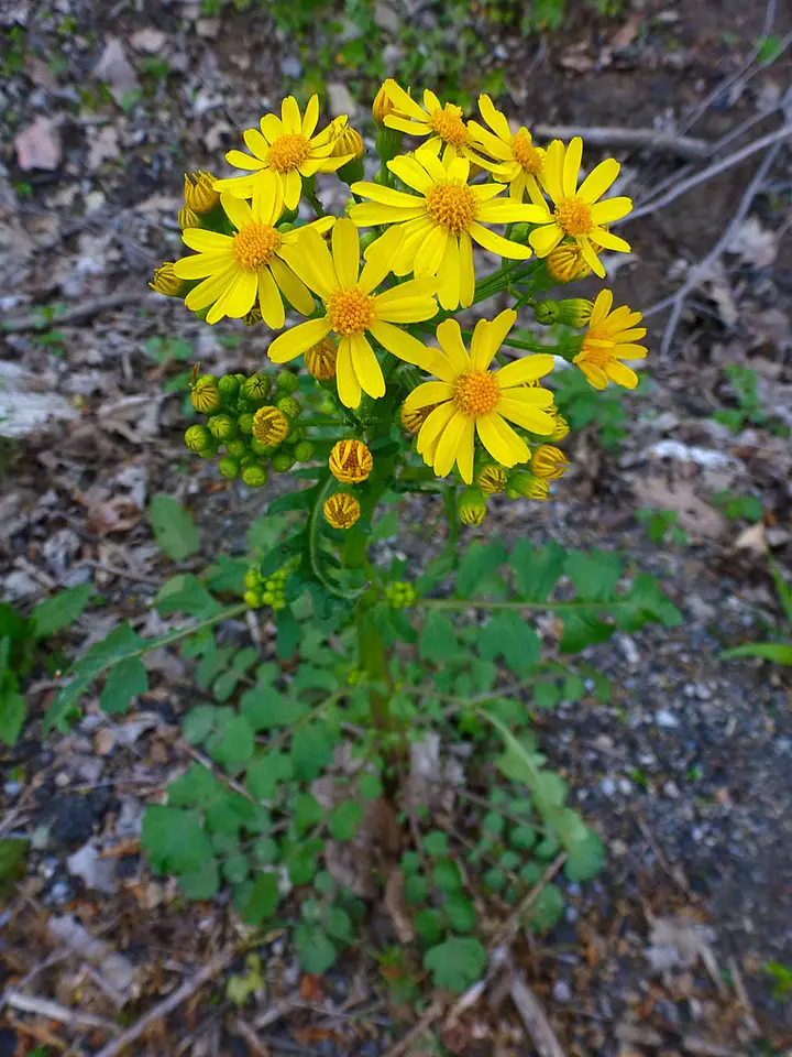 Butterweed (Packera glabella)