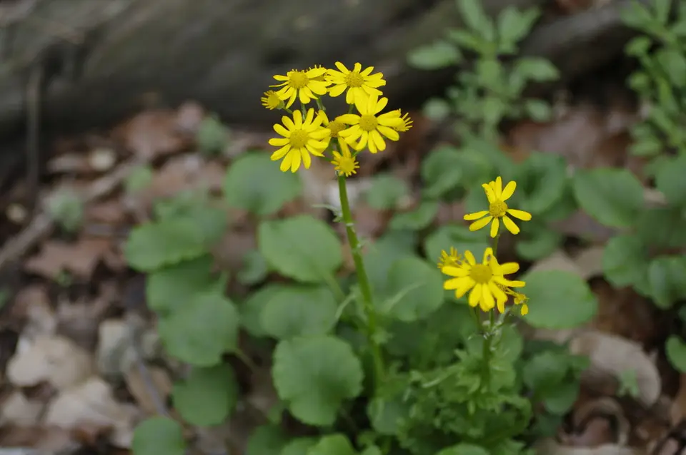 Roundleaf Ragwort (Packera obovata)