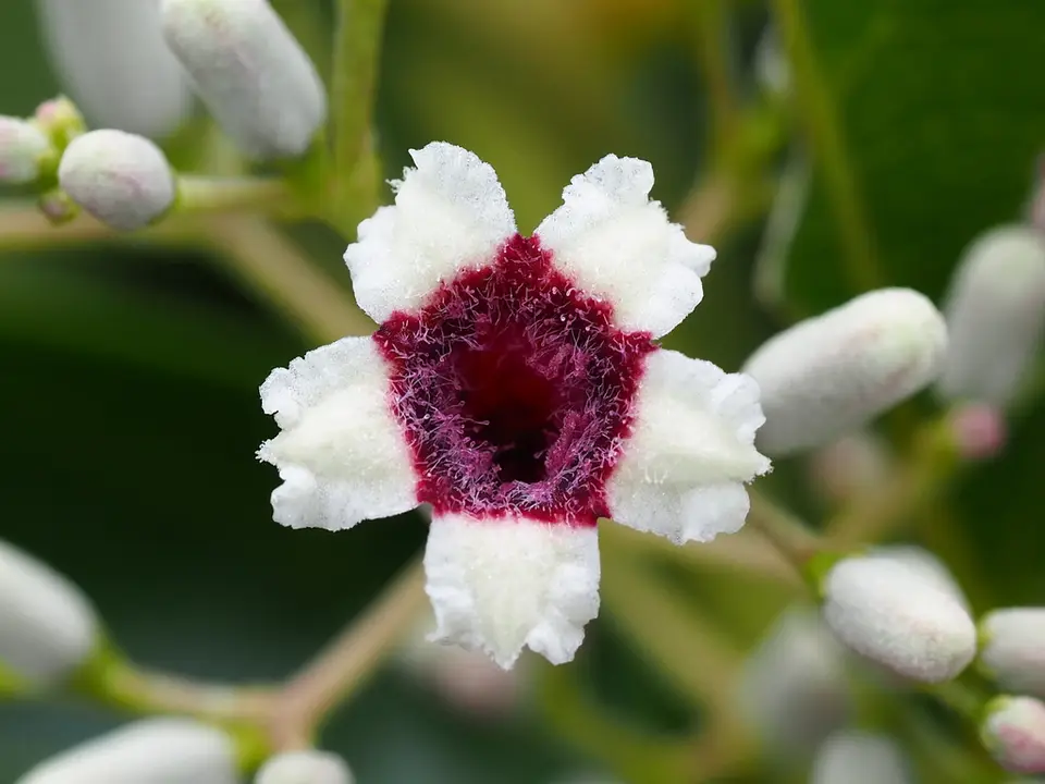 Skunk Vine (Paederia foetida)