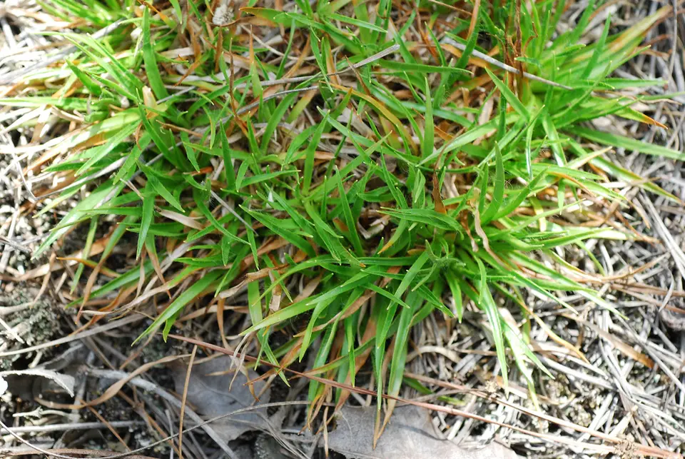 Common Bogbuttons (Paepalanthus anceps)