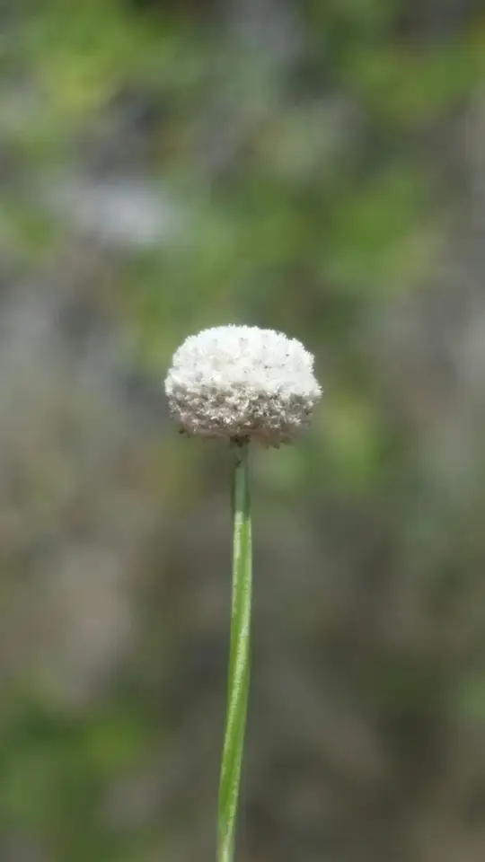 Southern Bogbutton (Paepalanthus beyrichianus)