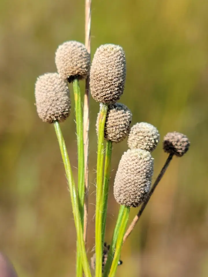 Small's Bogbutton (Paepalanthus minor)