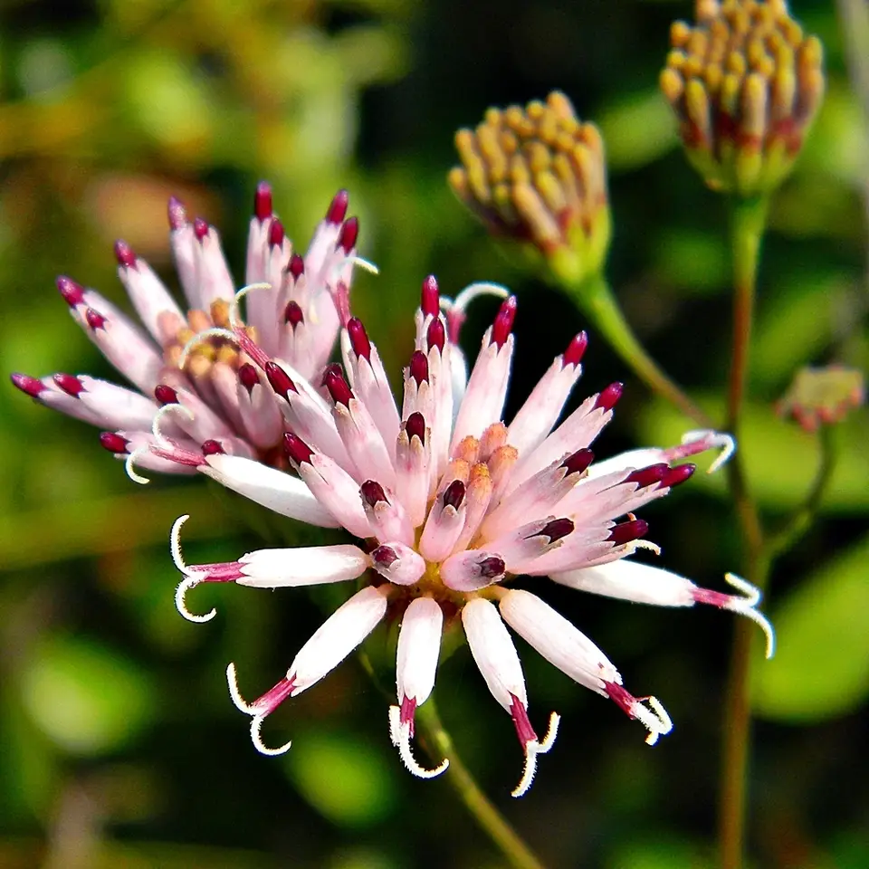 Feay's Palafox (Palafoxia feayi)