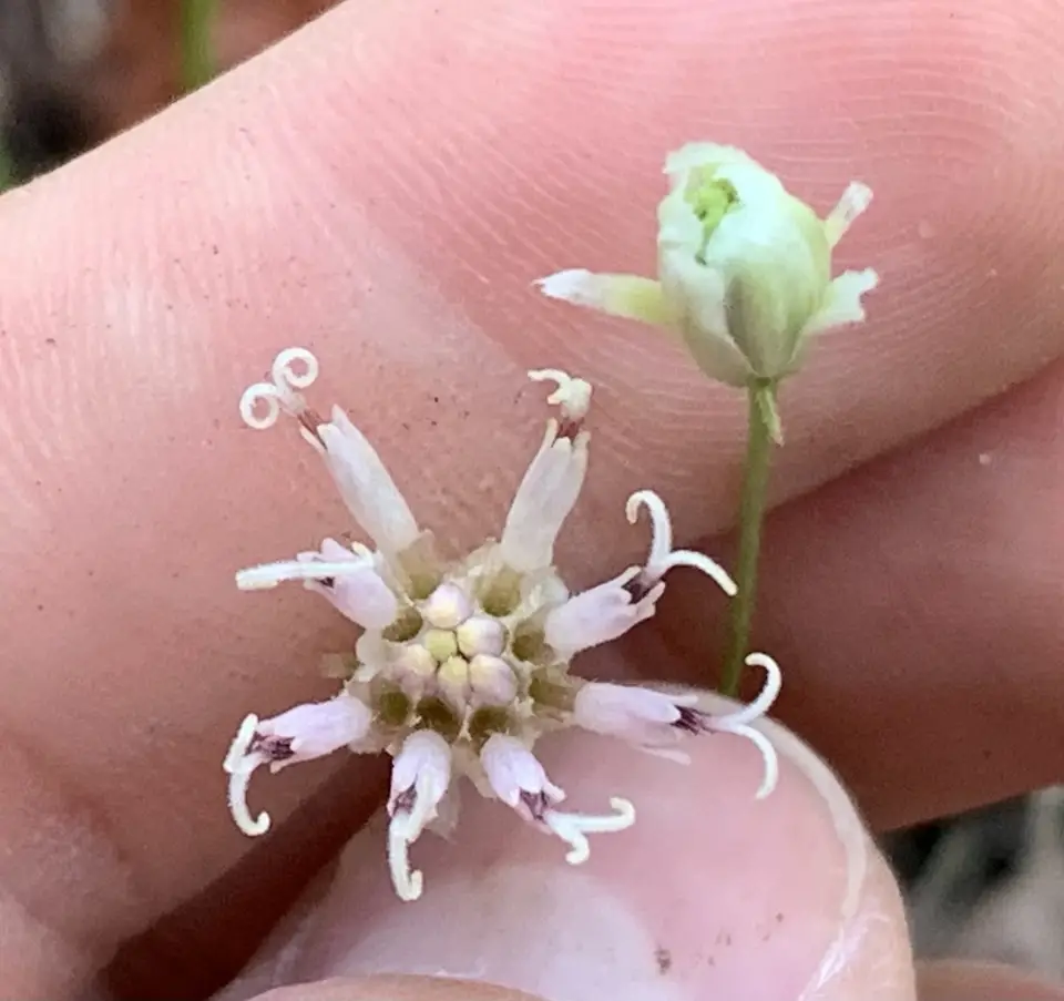 Coastalplain Palafox (Palafoxia integrifolia)
