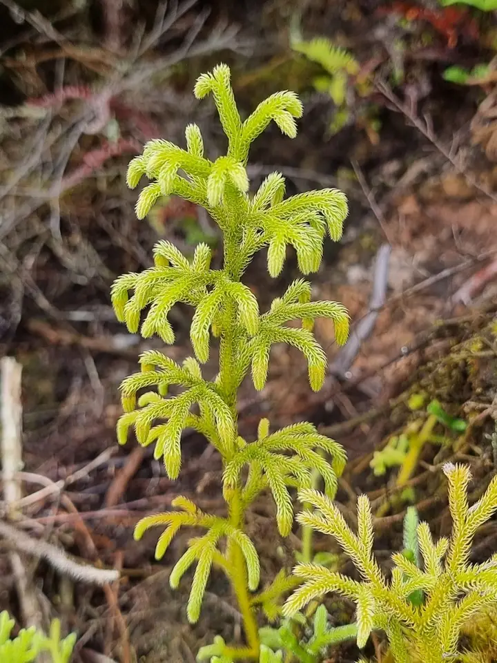 Staghorn Clubmoss (Palhinhaea cernua)